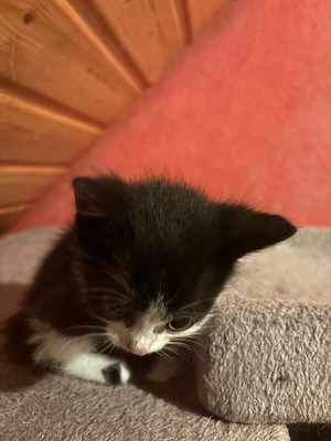 Katzenbabys zu verkaufen 