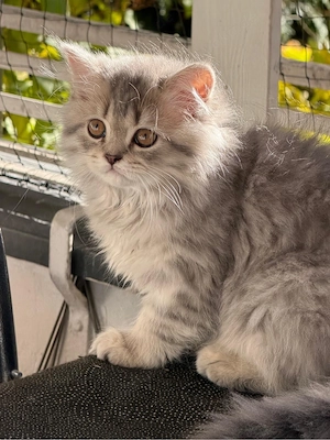 Perserkatzen
