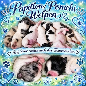 5 Wunderschöne Papillon Pomchi Welpen suchen ihre Traum Menschen!
