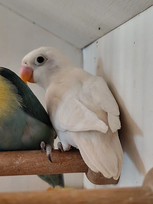 Pfirsichköpfchen Pärchen 