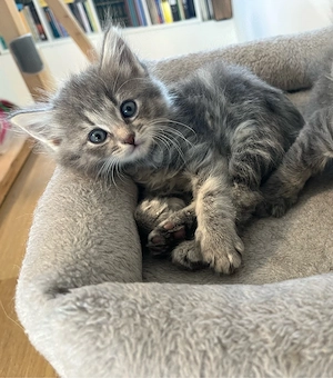Maine Coon Mix - Neva Masquerade 