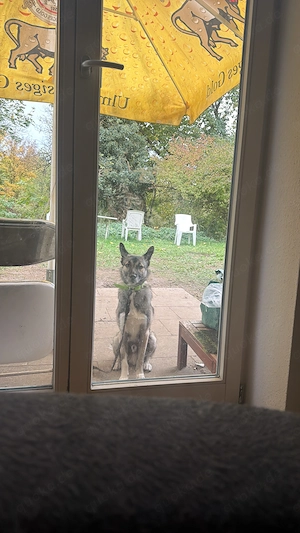 Mischling 1Jahr sucht dringend neues Zuhause 