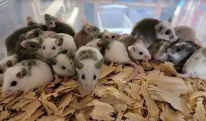 Mäuse Vielzitzen Nager - keine Ratte