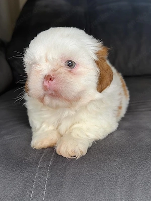 Bezaubernde Shih-Tzu-Welpen suchen ein liebevolles Zuhause.