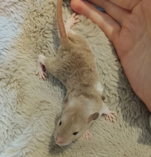 Rattenjungs suchen ein neues Zuhause 