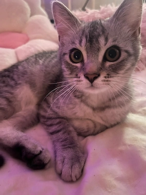  Süsser Schmusekater - Perser-Mix 