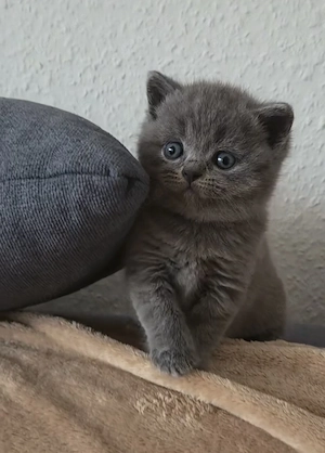 Bkh kitten 