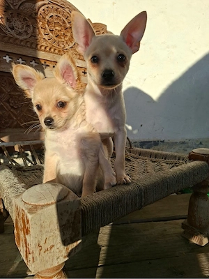 Pomerian ruskytoy 