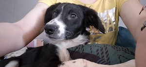 Lustige, nette Cocker Spaniel Border Collie Welpen suchen liebevolle Familie!