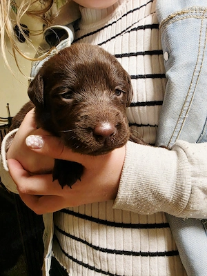 Labradorwelpen suchen ein Liebevolles Zuhause