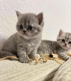 Britisch Kurzhaar Kitten 