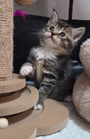 Britische Kurzhaar Kitten 