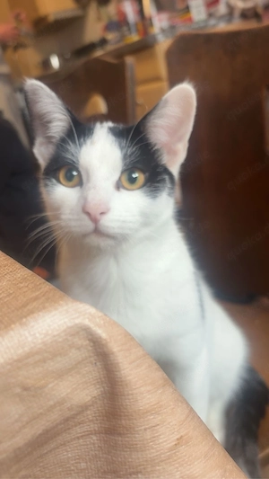 Liebevoller und verspielter Jungkater