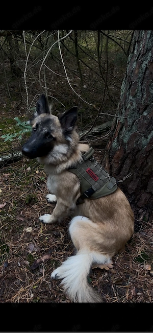 Belgischer Schäferhund