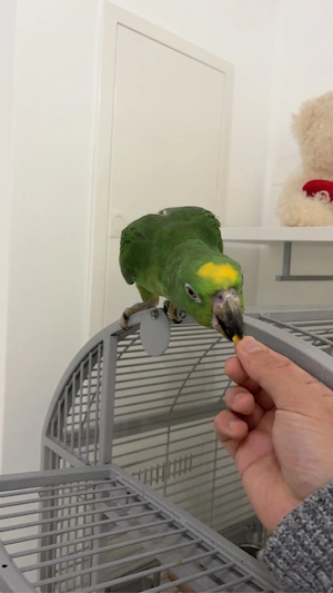 2 Surinam-Amazonen (Gelbscheitel-Amazonen) nur zusammen abzugeben