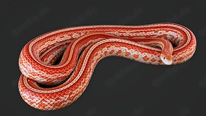 Kornnatter Ultramel Tessera Motley or Striped High White het Cinder 66% het Caramel 1.0 DNZ 2023