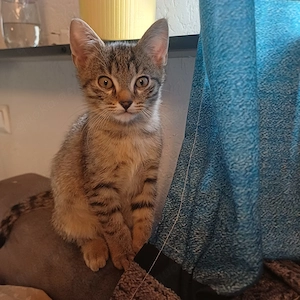 Katzen Babys 