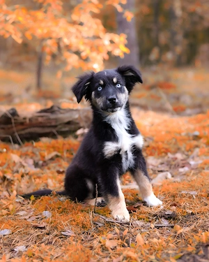 Standard Australian Shepherd Welpe sucht noch sein 5-Sterne-Zuhause