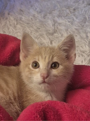 kleine süse katze 