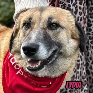 Lydia, 05 23 - perfekter Familienhund wartet in 64756 Mossautal
