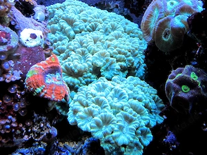 Korallenableger- mintgrüne Caulastrea Flötenkoralle