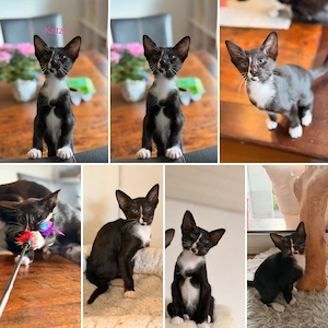Orientalisch Kurzhaar   OKH Kitten - Abgabebereit