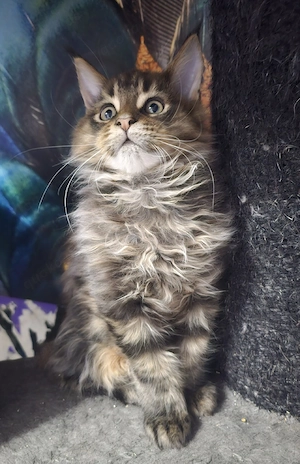 Maine Coon Baby