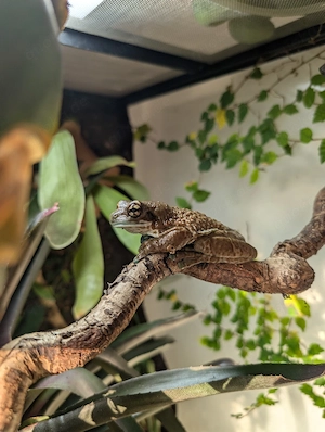 baumhöhlenkröten Laubfrosch inklusive Terrarium