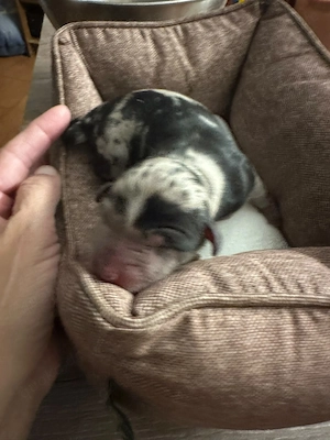 3 wunderhübsche Miniature Australian Shepherd Welpen suchen ihr für-immer-Zuhause