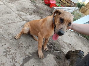 Deutsche Doggen Welpen