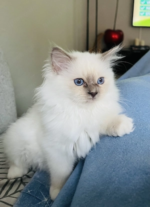 Heilige Birma Siam Blue Point kitten