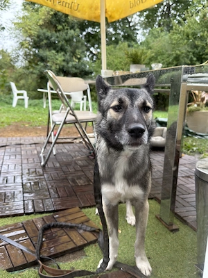 Mischling 1Jahr sucht dringend neues Zuhause 