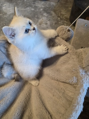 Zuckersüße Perser  BKH Kitten mit blauen Augen