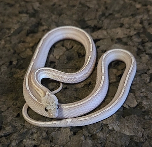 Granite Tessera Motley Pied 