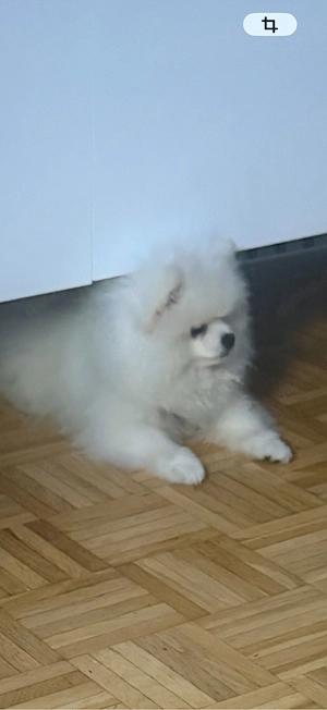 Pomeranian Teddy Typ 