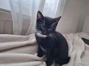 letztes Siammix Katerchen 