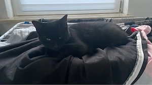 Junge Katze abzugeben