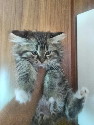 Türkische Angora Mix Babykatze in liebevolle Hände 