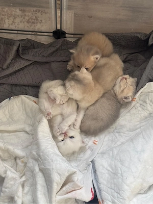 BKH Kitten 