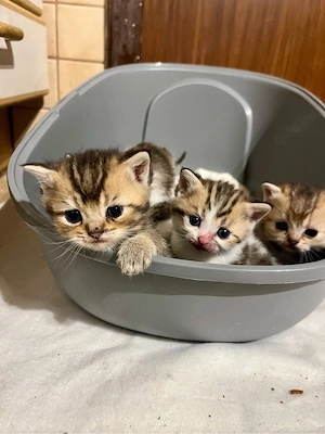  BKH Kitten mit Stammbaum vom Züchter