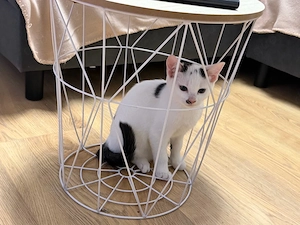 Vier süße Katzen suchen ein liebevolles Zuhause