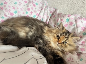 Perser Kitten 16 Wochen alt