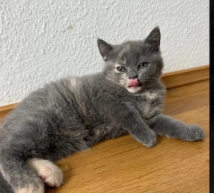 Britische Kurzhaar Kitten 