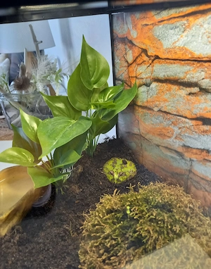 Frosch Pacman Frog