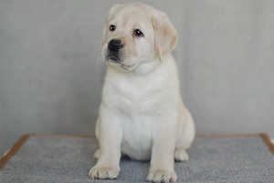 Wunderschöne Labrador Retriever Welpen   treue Familienfreunde suchen ein Zuhause