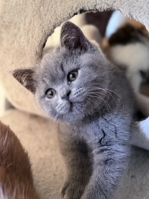 Britische Kurzhaar Katze