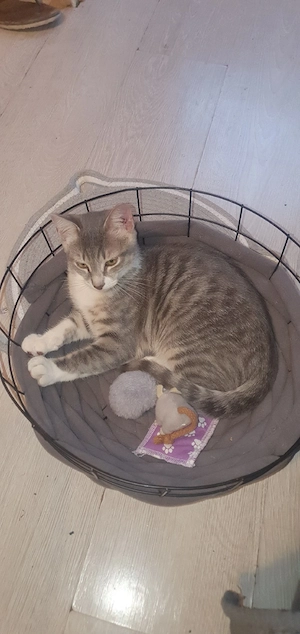 Junger kater 