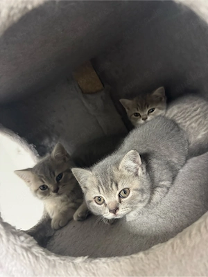 Süße BKH KiTTEN suchen noch ein liebe volles zuhause