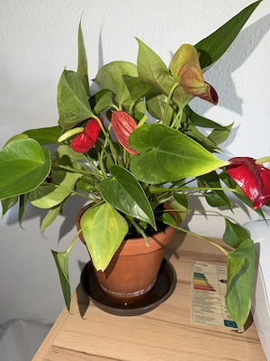 Herrlich blühende Flamingoblume   Anthurie rot