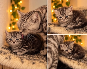 Süße BKH Kitten 